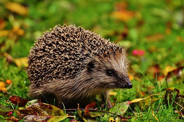 Prośba o zwrócenie uwagi na potrzebę ochrony jeży fot. pixabay