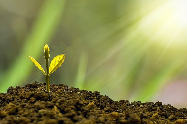 Na zdjęciu znajduje się grafika przedstawiająca rozkwitającą roślinę fot. pixabay