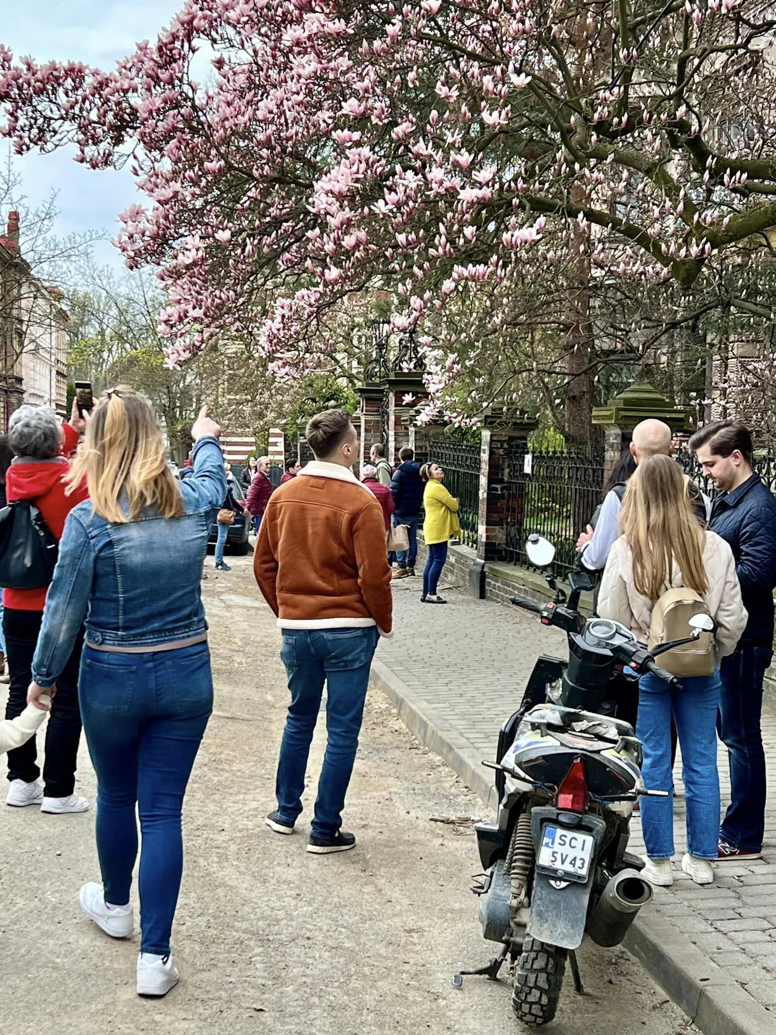 Spacer szlakiem kwitnących magnolii